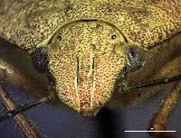 Thyanta pallidovirens image