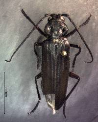 Image of Arhopalus asperatus