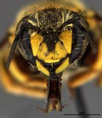 Anthidium manicatum image