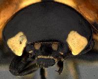 Coccinella septempunctata image