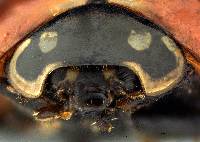 Cycloneda sanguinea image