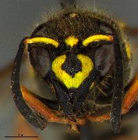 Image of Ancistrocerus bustamente