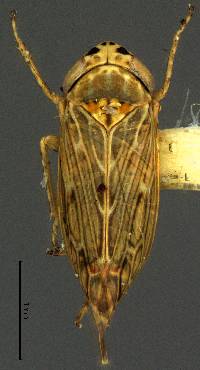 Graminella sonora image