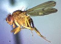 Image of Drosophila (drosophila) immigrans