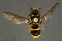 Ancistrocerus bustamente image