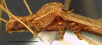 Jalysus wickhami image
