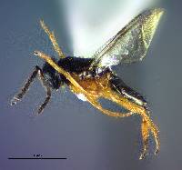 Tachinaephagus zealandicus image
