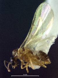 Brachymyrmex patagonicus image