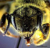 Image of Halictus farinosus