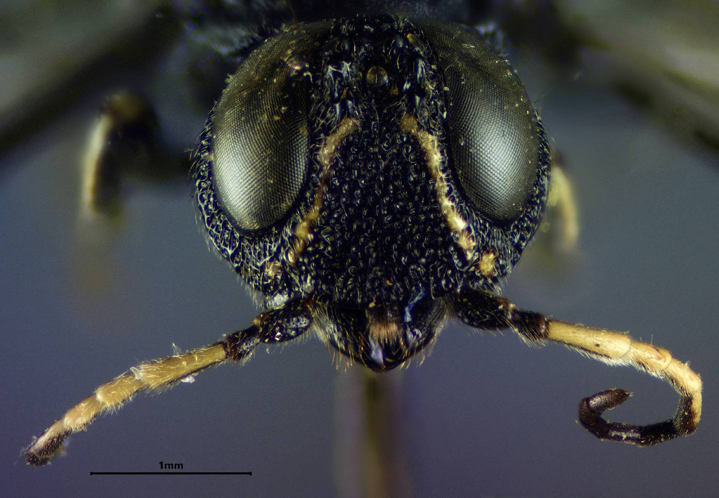 Orussidae image
