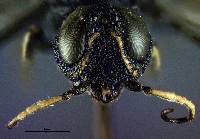 Image of Orussus occidentalis