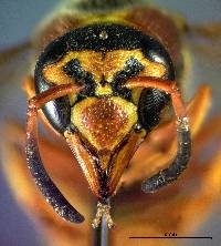 Euodynerus pratensis image