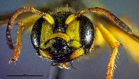 Cerceris sextoides image