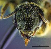 Halictus tripartitus image