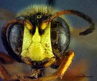 Cerceris californica image