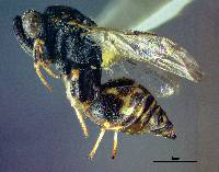 Conura albifrons image