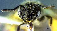 Panurginus occidentalis image