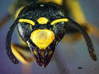 Euodynerus exoglyphus image