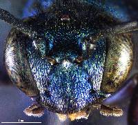 Image of Chalybion californicum