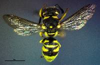 Stenodynerus cochisensis image