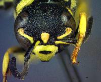 Stenodynerus cochisensis image