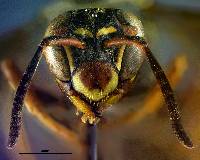 Polistes fuscatus image
