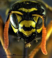 Polistes dominula image