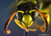 Ancistrocerus tuberculocephalus image