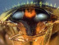 Blattella germanica image
