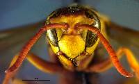 Image of Polistes apachus