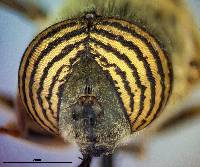 Eristalinus taeniops image