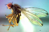 Image of Scaptomyza terminalis