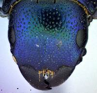 Temnochila chlorodia image