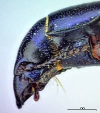 Temnochila chlorodia image