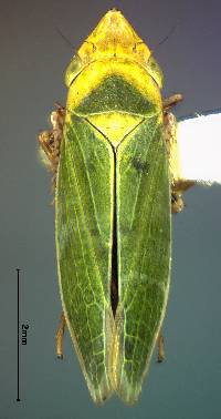 Draeculacephala minerva image