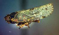 Cixius cultus image