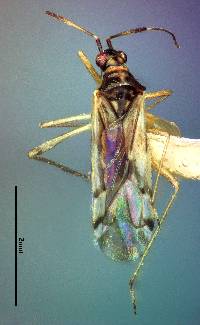 Image of Dicyphus hesperus