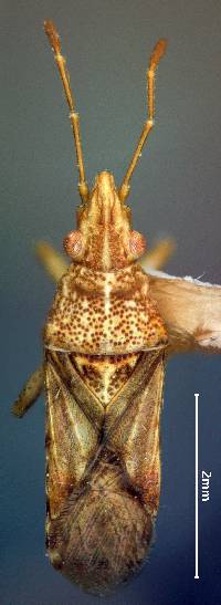 Image of Belonochilus numenius