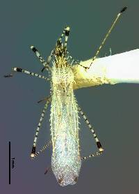 Image of Hoplinus echinatus