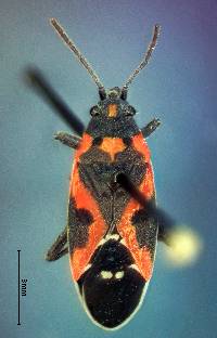 Lygaeus kalmii image