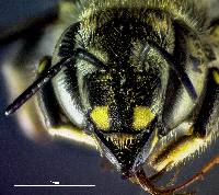 Anthidium maculosum image