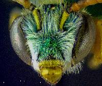 Agapostemon texanus image