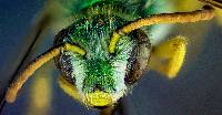 Agapostemon texanus image