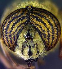 Eristalinus taeniops image