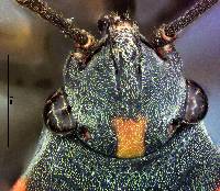 Lygaeus kalmii image