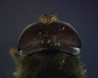Eristalis arbustorum image