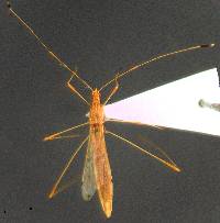 Image of Jalysus wickhami
