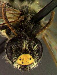 Andrena miserabilis image