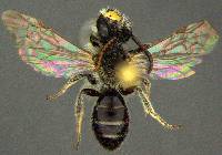 Andrena miserabilis image