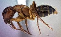 Image of Camponotus essigi